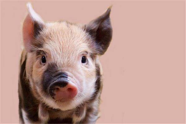 梦见养猪是什么意思