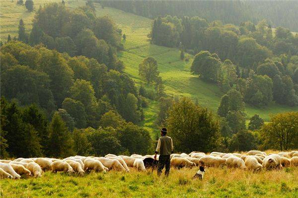 梦见牧羊人