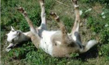 晕倒羊是美洲的特有羊种，它为什么受到惊吓就会四肢僵硬？