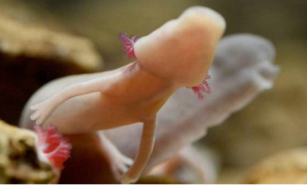 洞螈这种生物非常懒，那么它究竟是怎么活下来的？