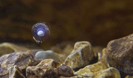 洞螈这种生物非常懒，那么它究竟是怎么活下来的？