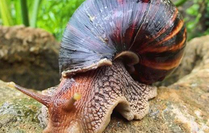 蜗牛都是与世无争的存在，但为什么说非洲大蜗牛不能触碰？
