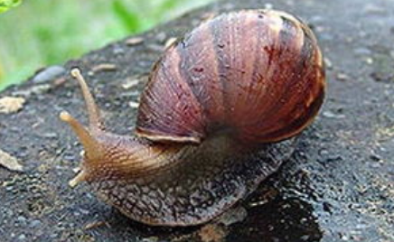 蜗牛都是与世无争的存在，但为什么说非洲大蜗牛不能触碰？