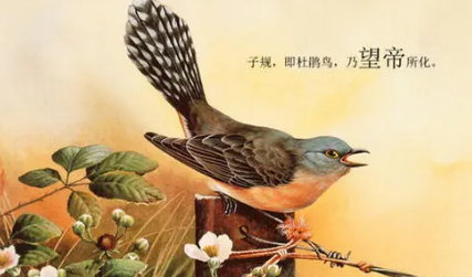 在古代的诗词中，杜鹃鸟为什么常与悲苦之事联系在一起？
