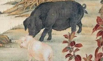 作为六畜之一的猪，究竟是为什么不能成为古人的主流食物？