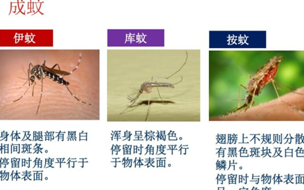 如果地球上的蚊子都没有了，生物的生存将受到什么威胁？
