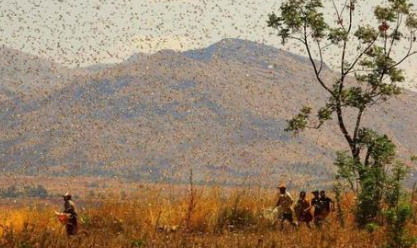 蝗虫是农业天敌，古人是怎么样应对蝗灾的呢？