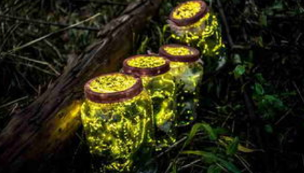 萤火虫有专门的发光细胞，那么在现代生物学上有何意义？