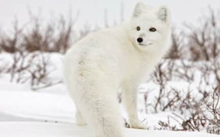 北极狐分布于北极地区，其中包括哪些靠近北极的国家？