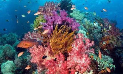 世界上景色最美、规模最大的珊瑚礁群位于哪个地区？