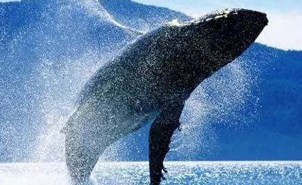 灰鲸在世界上的哺乳动物中，其迁移距离可长达多少公里？