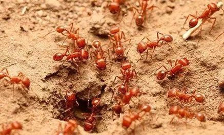 红火蚁的分布较为广泛，红火蚁在中国属于哪一类生物？