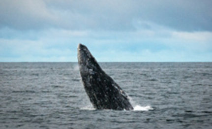 灰鲸属于世界上哪种海洋种类？