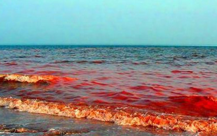 赤潮在国际上被称为“红色幽灵”，那么它究竟造成了多大危害？