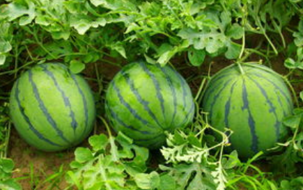 西瓜作为世界十大水果之一，根据形状和成熟期有哪些品种？