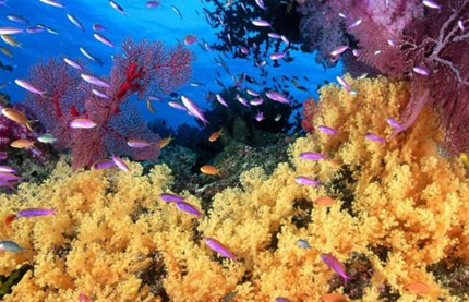 世界上景色最美、规模最大的珊瑚礁群位于哪个地区？