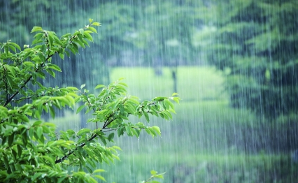 农业生产在雨水节气要注意哪些？