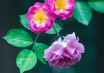 历史上有哪些描写蔷薇的诗作？