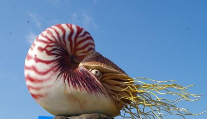 什么是鹦鹉螺？