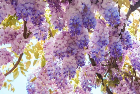 历史上有哪些关于紫藤花的诗作？