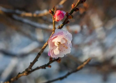 四首描写冬季雪花的诗作，诗人描绘了怎样的意境？