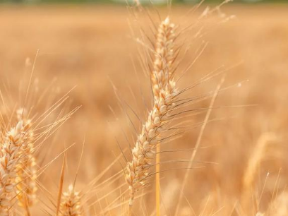 历史上有哪些描写小麦的诗作？