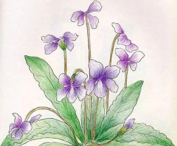 历史上有哪些关于紫花丁地的诗作？