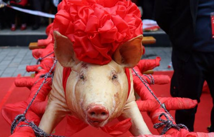 关于猪的生肖神话有哪些？