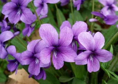 历史上有哪些关于紫花丁地的诗作？