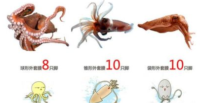 章鱼、鱿鱼、乌贼属于哪一类？
