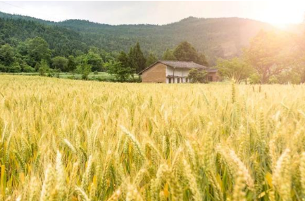 历史上有哪些描写小麦的诗作？
