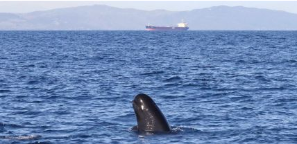 领航鲸简介 领航鲸为什么叫领航鲸？