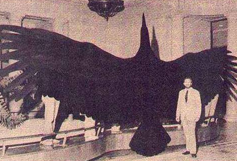 阿根廷巨鸟有多大？