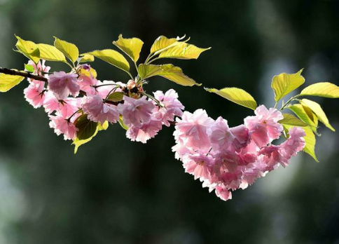 唐代元稹《樱桃花》原文，该如何评析这首词？