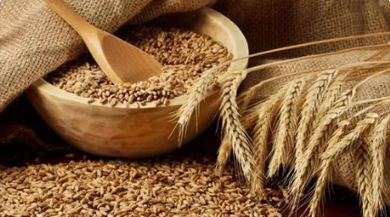 在春秋战国时期，朝廷官员为什么如此重视小麦的种植？