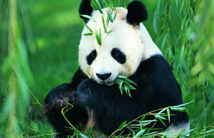 大熊猫为什么是中国的国宝？