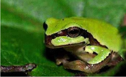中国各地常见的雨蛙有哪些？
