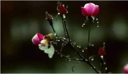 《春雨》为李商隐所作，赋予爱情以优美动人的形象